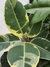 Ficus Elástica 'Tineke' - comprar online