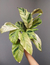 Calathea yellow fusion
