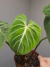 Philodendron gloriosum 'Dark Form' na internet