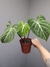 Philodendron gloriosum 'Dark Form' - Foliosa