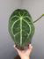 Anthurium forgetii
