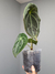 Anthurium forgetii - comprar online