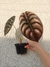 Alocasia cuprea - comprar online