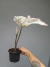 Caladium 'Thai Beauty' na internet