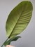 Philodendron geniculatum na internet