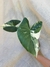 Alocasia macrorrhiza variegata - Foliosa