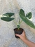 Alocasia macrorrhiza variegata - loja online