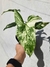 Syngonium albo variegata - comprar online
