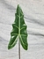 Alocasia sarian - comprar online