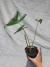 Alocasia zebrina - comprar online
