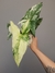 Syngonium albo variegata
