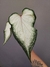 Caladium sp "Branco" na internet