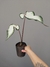 Caladium sp "Branco" na internet