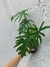 Philodendron mayoi na internet