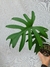Philodendron mayoi - comprar online