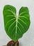 Philodendron gloriosum 'Dark Form'