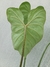 Philodendron gloriosum 'Dark Form' - comprar online