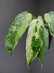 Philodendron 'Jose Buono' (G) - comprar online