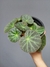 Begonia subacida - comprar online