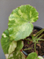 Begonia manicata 'Aureo-maculata'