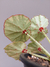 Begonia manicata 'Aureo-maculata' na internet