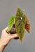 Begonia lubersii - comprar online