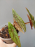 Begonia lubersii - comprar online