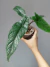Alocasia scalprum - comprar online