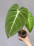 Philodendron 'Glorious' - loja online