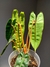 Philodendron billietiae "thai" - loja online