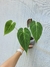 Anthurium X magnificum - comprar online