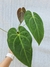 Anthurium X magnificum