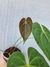 Anthurium X magnificum na internet
