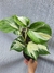 Epipremnum aureum 'Manjula' (Jibóia Manjula)