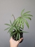 Anthurium polyschistum - Foliosa