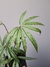 Anthurium polyschistum na internet