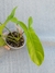 Philodendron 'Bette Waterbury' 69686 - loja online