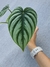 Philodendron plowmanii (P) - Foliosa