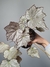 Begonia olympic queen na internet