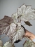 Begonia olympic queen - comprar online
