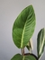 Philodendron geniculatum - comprar online