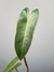 Philodendron atabapoense - comprar online