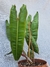 Philodendron billietiae "thai" - Foliosa