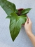 Imagem do Anthurium pedatum