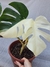 Monstera deliciosa 'Albo Variegata Halfmoon' (Costela-de-Adão) - comprar online