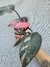 Philodendron pink princess - comprar online