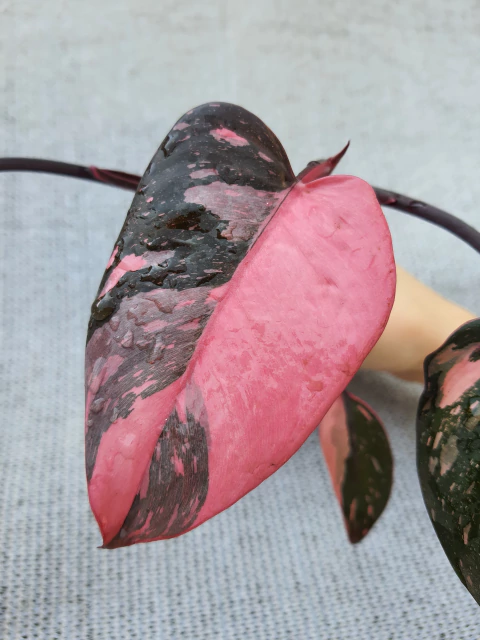Philodendron pink princess