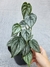 Philodendron brandtianum - comprar online