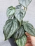 Philodendron brandtianum