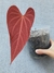 Anthurium sp "ignea" - loja online